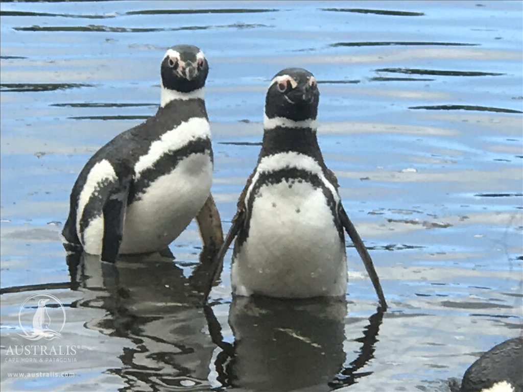 Ventus Australis Cruise / Ushuaia - Punta Arenas 