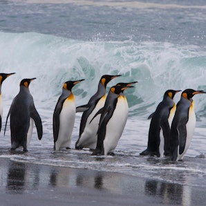 Mar de Weddell - Viaje Pingüino Emperador