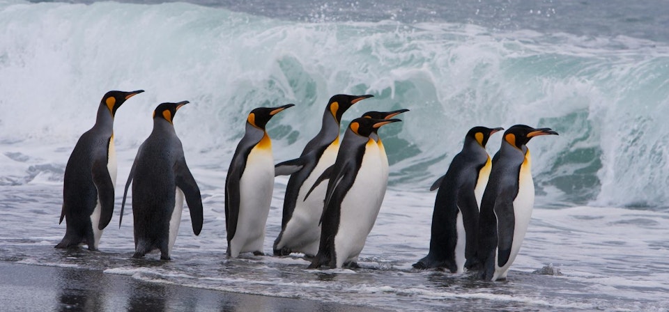 Weddell Sea - Emperor Penguin Voyage