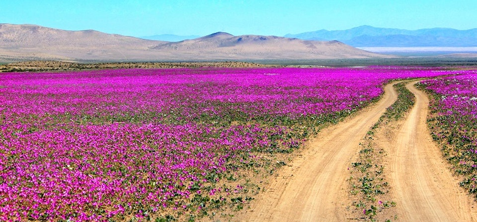 Flowering desert