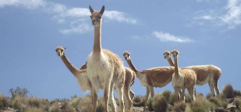 Vicuña National Reserve