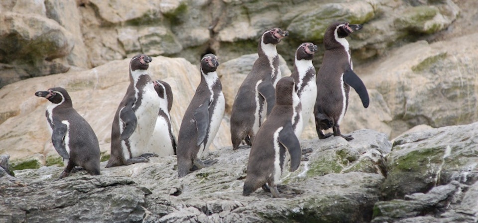 Reserva Nacional Pingüino de Humbold