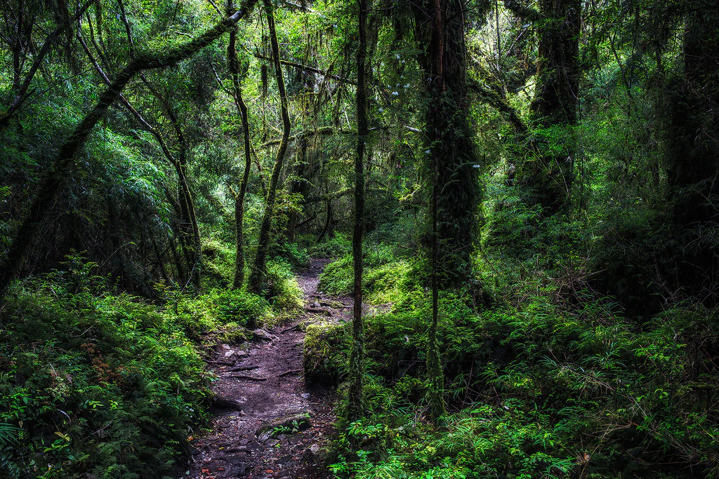 Alerce Andino National Park Puerto Montt And Angelmo Chile alerce-andino-national-park-puerto-montt-and-angelmo-chile