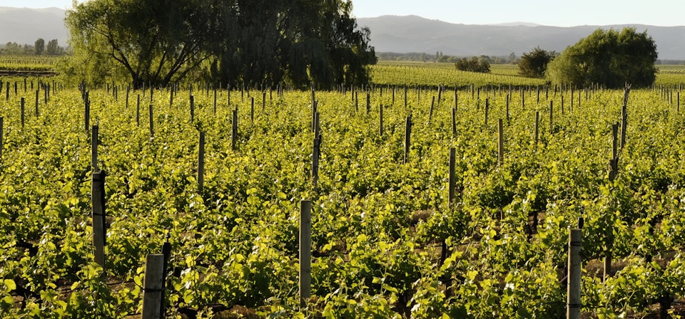 Curico Valley Wine  Route