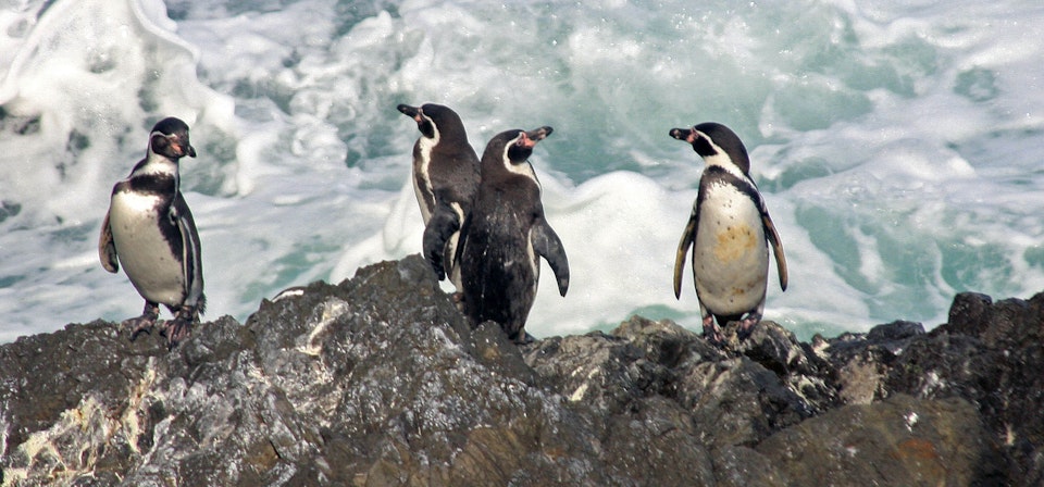 Penguin Natural Monument