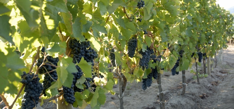 Colchagua Valley Wine Route