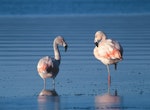 San Pedro de Atacama - Flamingo Route