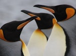 Parque Pinguim Rei - Full Day Tierra del Fuego
