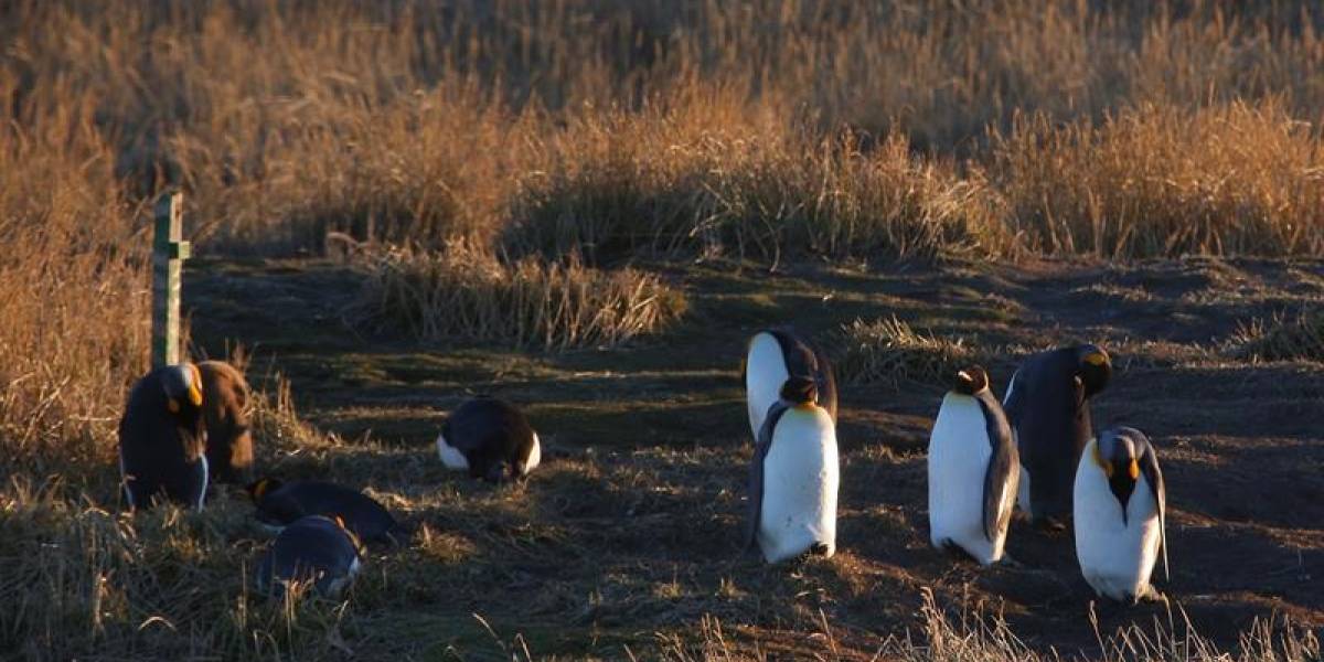 King Penguin Park - Full Day Tour Tierra del Fuego