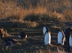Parque Pingüino Rey - Full Day Tierra del Fuego