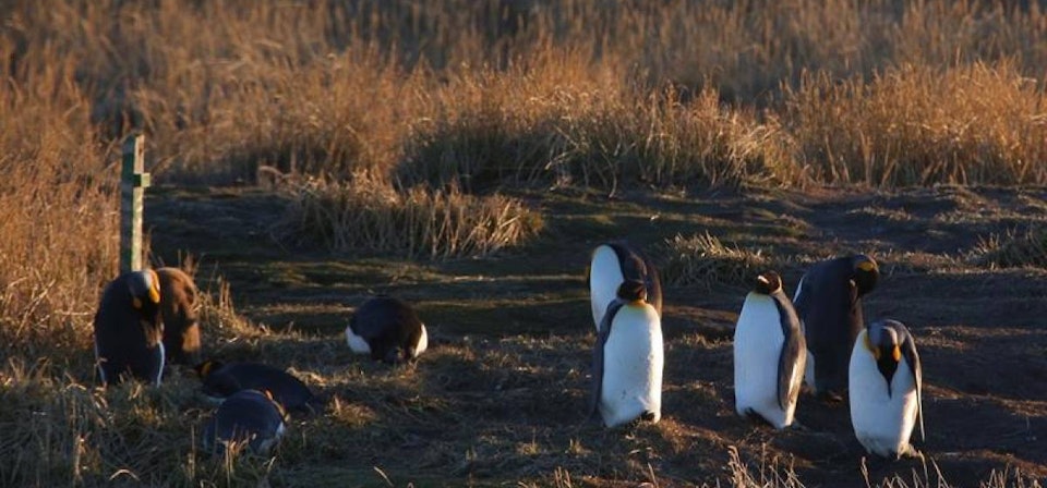 Parque Pingüino Rey - Full Day Tierra del Fuego