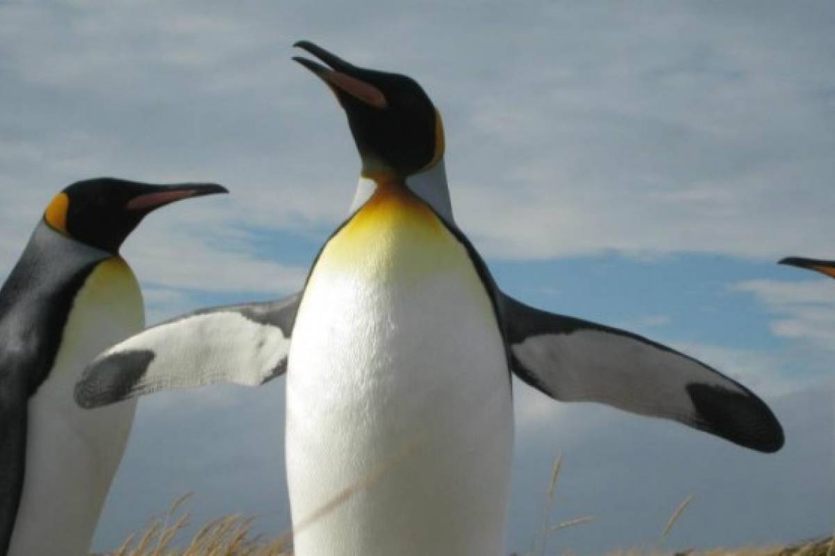 King Penguin Park - Full Day Tour Tierra del Fuego