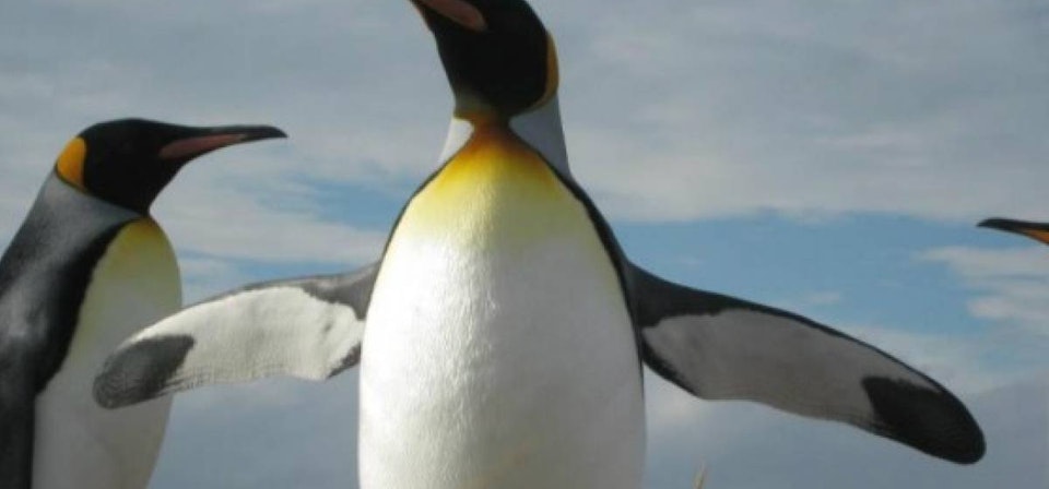 King Penguin Park - Full Day Tierra del Fuego