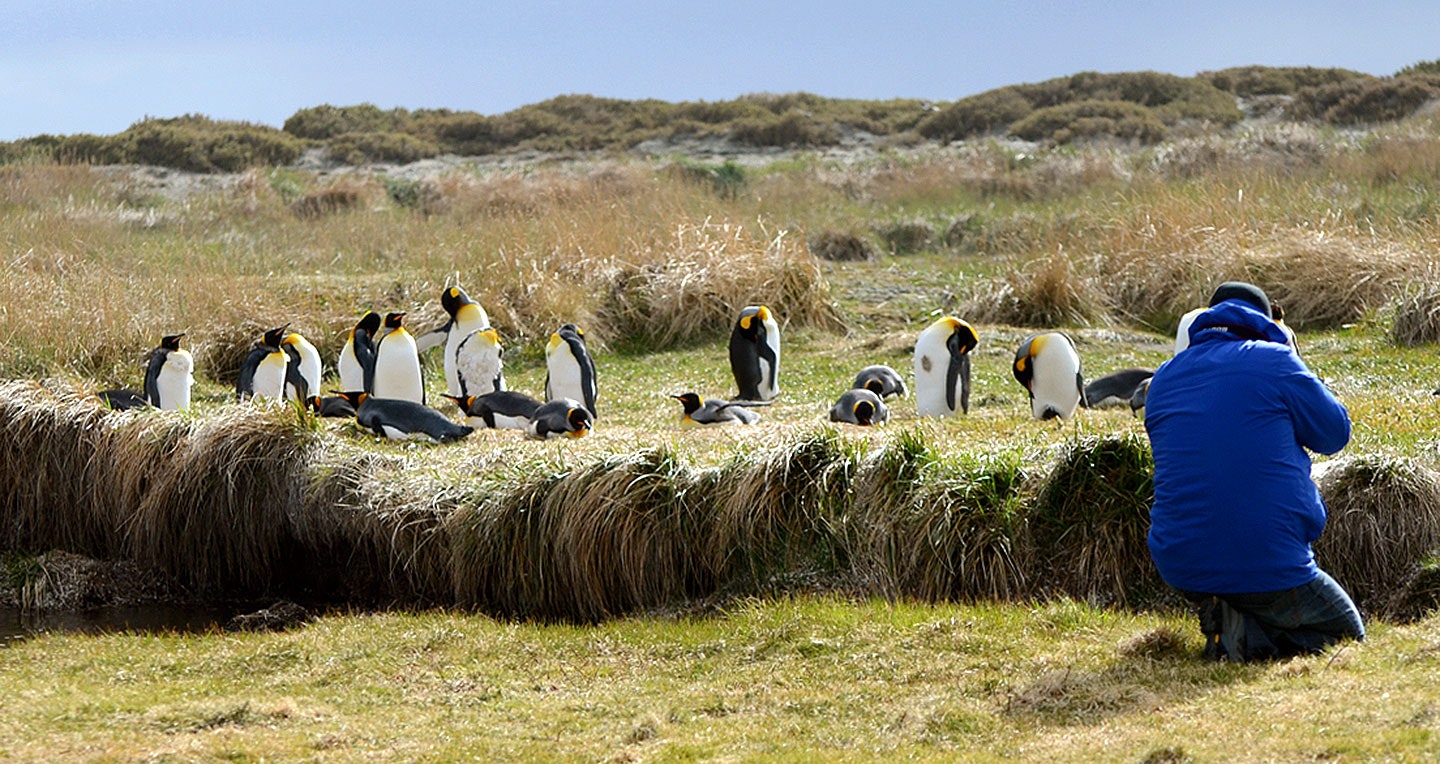King Penguin Park - Full Day Tour Tierra del Fuego - imagen #5