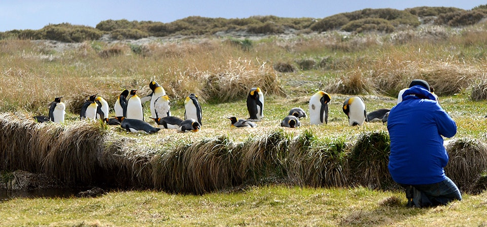 Parque Pinguim Rei - Full Day Tierra del Fuego