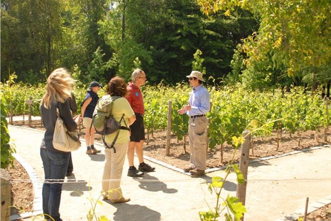 Tour Viña Concha y Toro