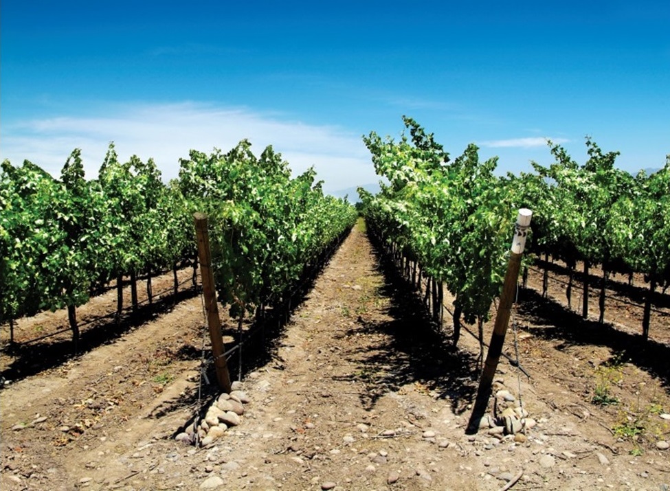 Tour Viña Undurraga