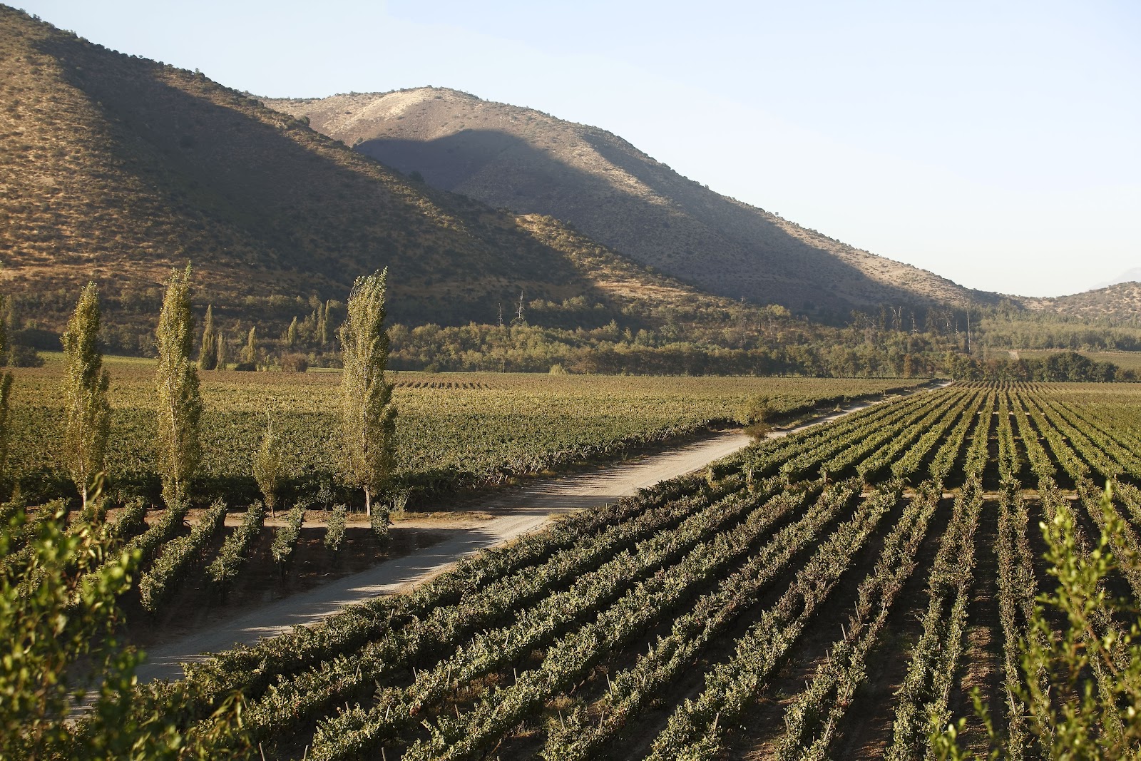 Santa Rita Vineyard Tour