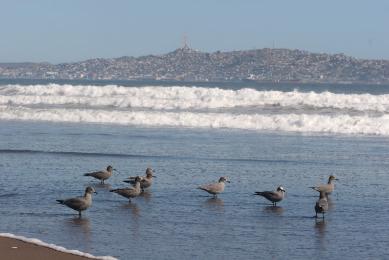 City Tour La Serena and Coquimbo