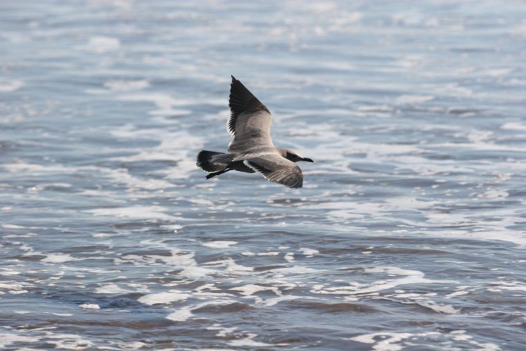 City Tour La Serena y Coquimbo - imagen #4