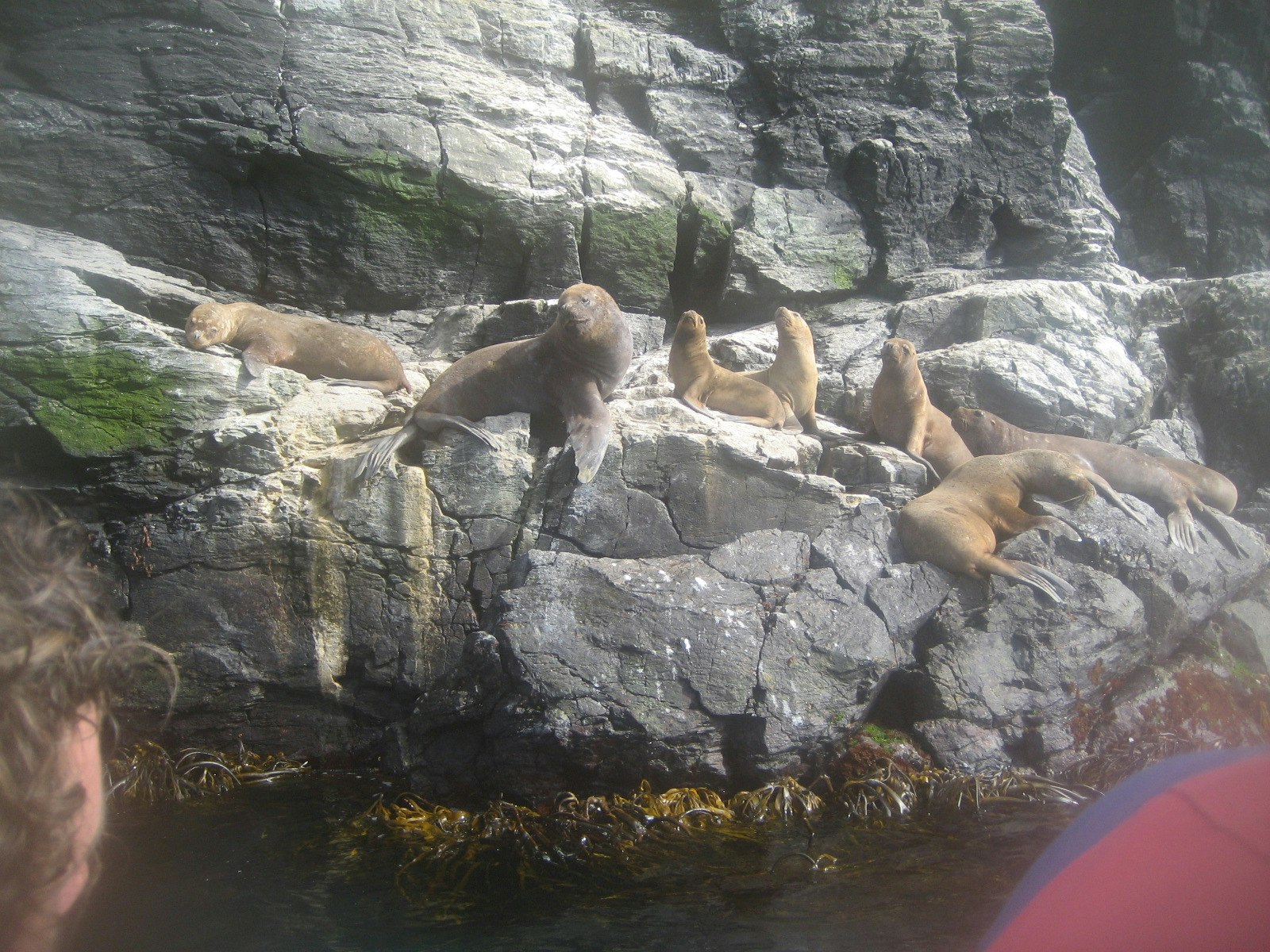 Tour Isla Damas: Reserva Nacional del Pinguino Humboldt - imagen #3