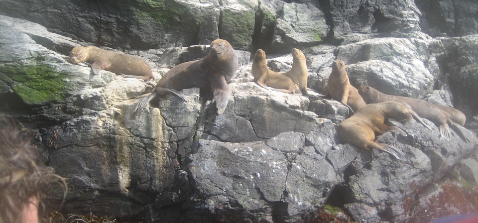 Damas Island: Humboldt Penguin National Reserve