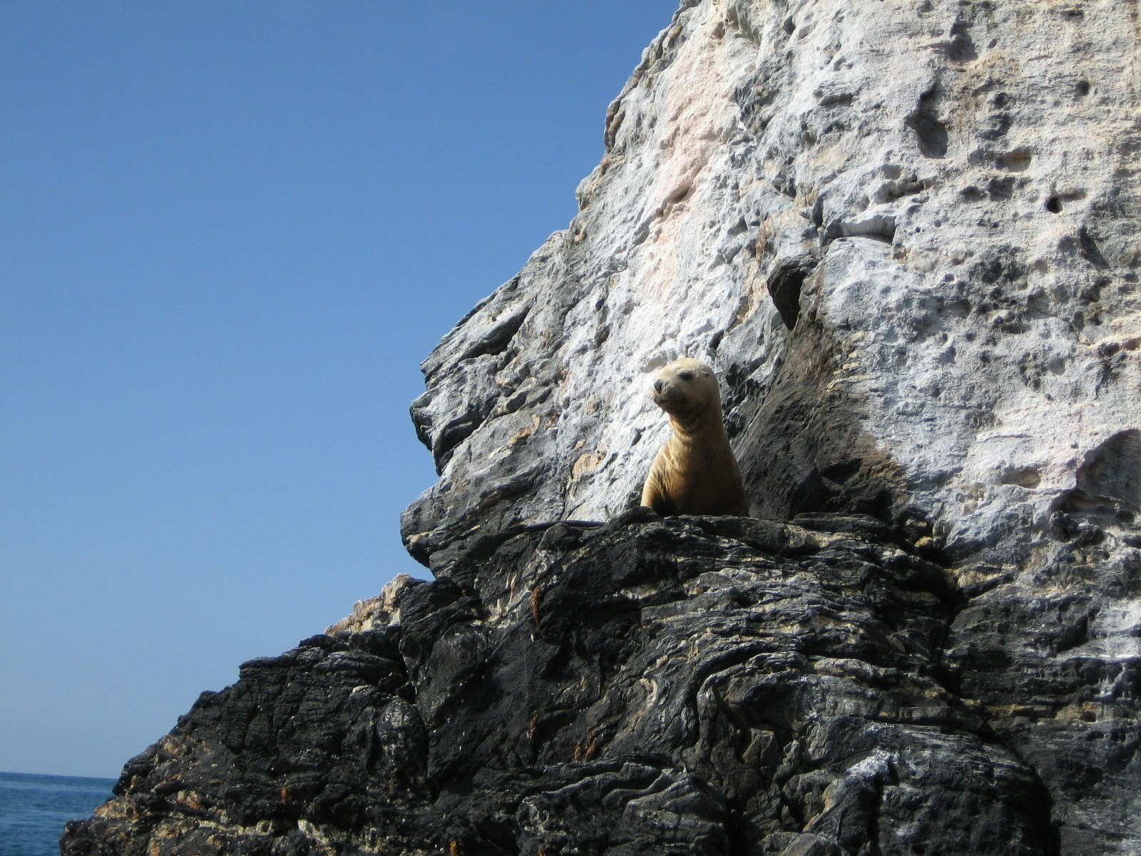 Tour Isla Damas: Reserva Nacional del Pinguino Humboldt - imagen #4