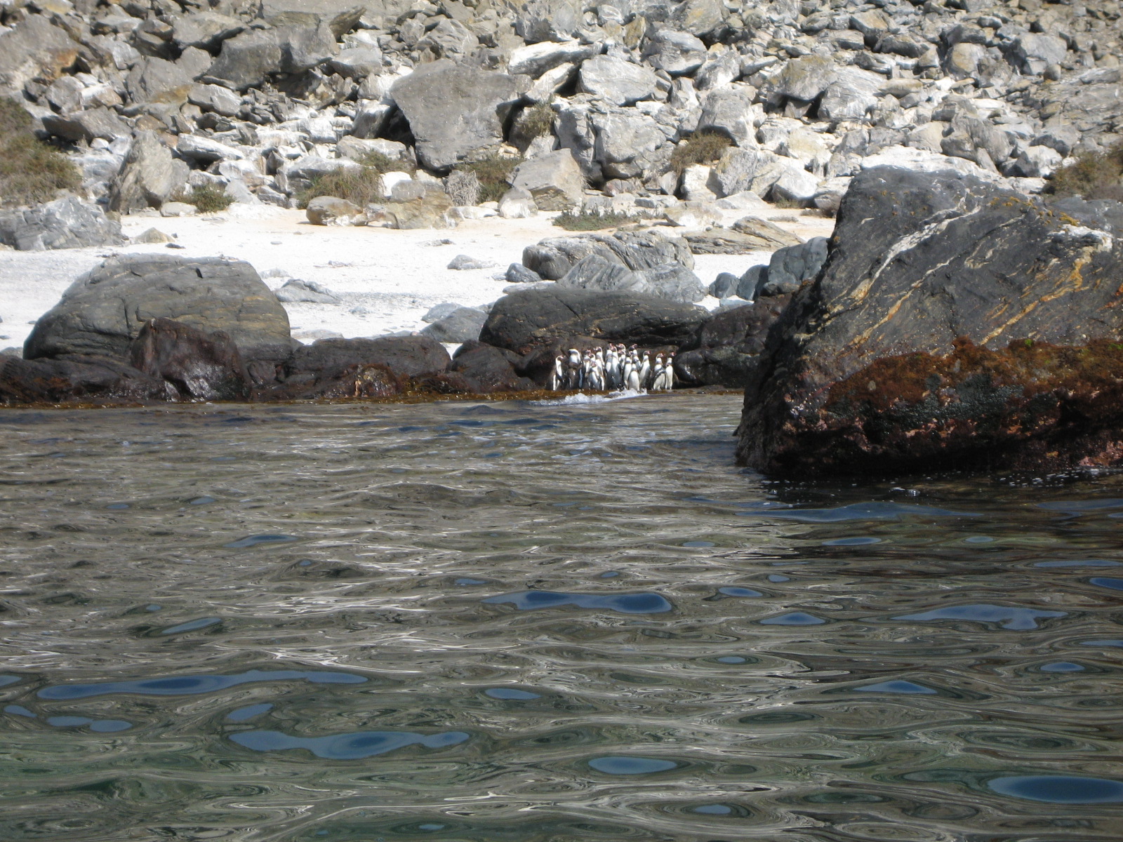 Tour Isla Damas: Reserva Nacional del Pinguino Humboldt
