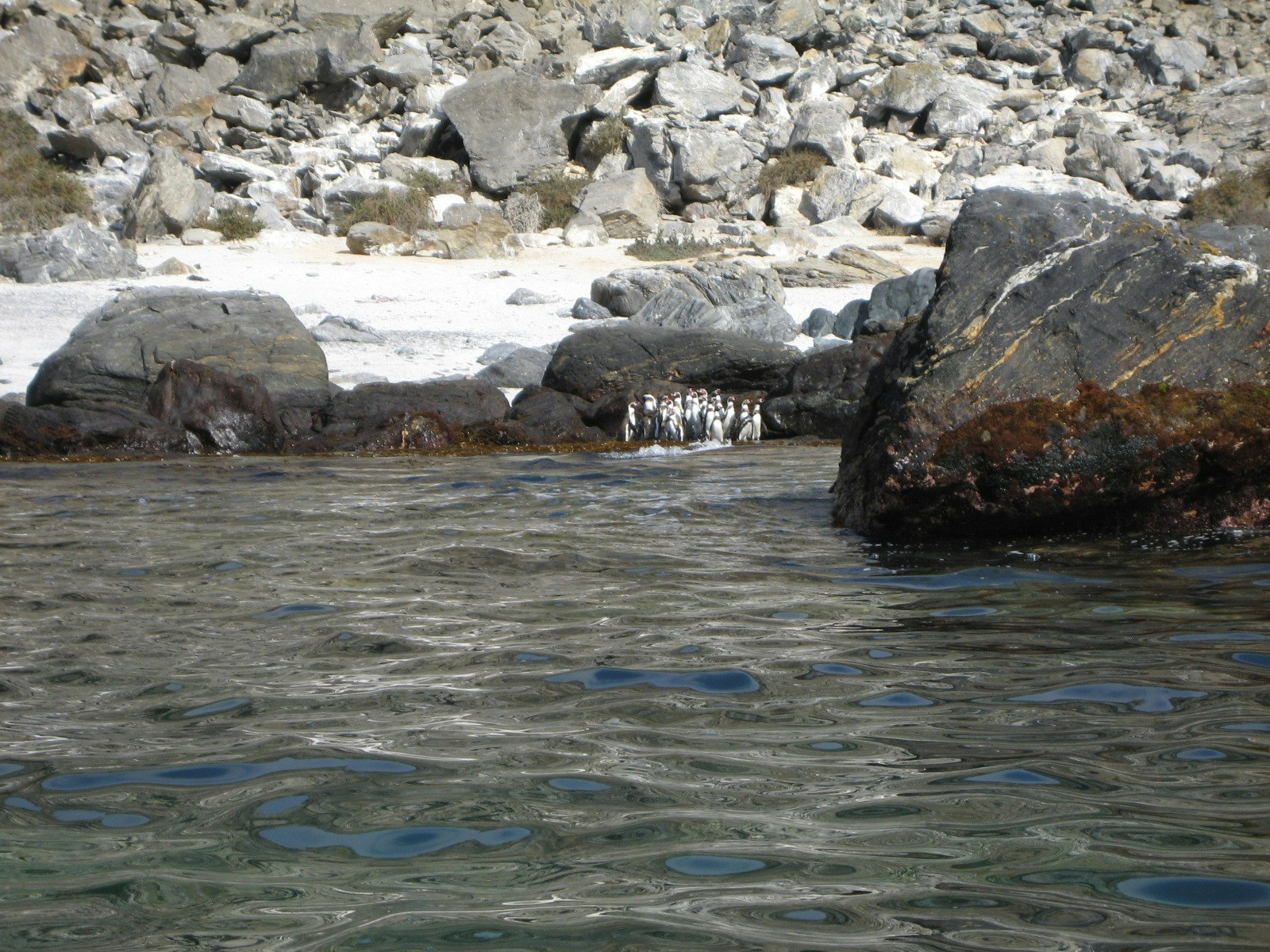 Tour Isla Damas: Reserva Nacional del Pinguino Humboldt - imagen #5