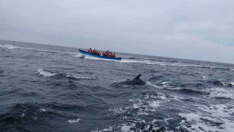 Tour Isla Damas: Reserva Nacional del Pinguino Humboldt - imagen #11