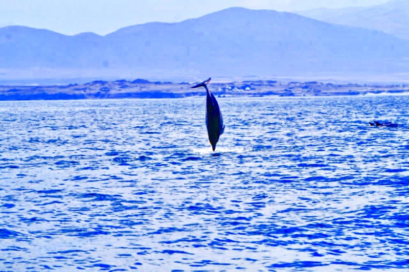 Tour Isla Damas: Reserva Nacional del Pinguino Humboldt
