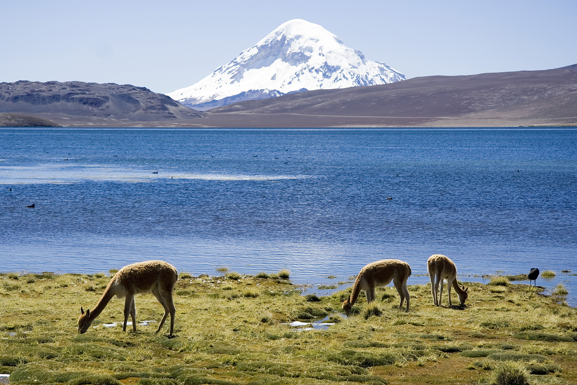 Lauca National Park Day Tour