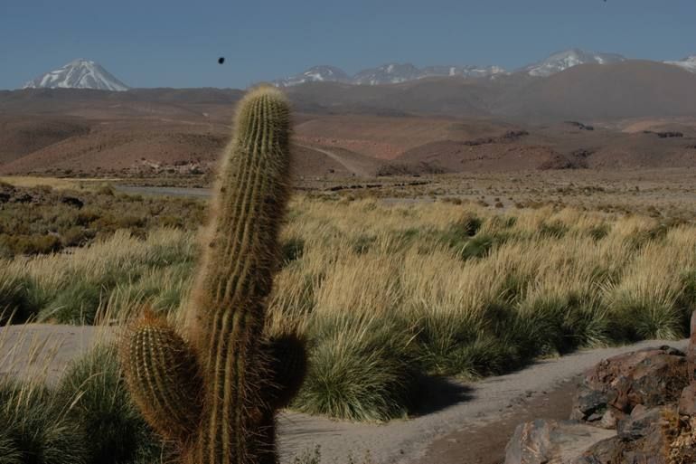 Trekking Bajos de Puritama
