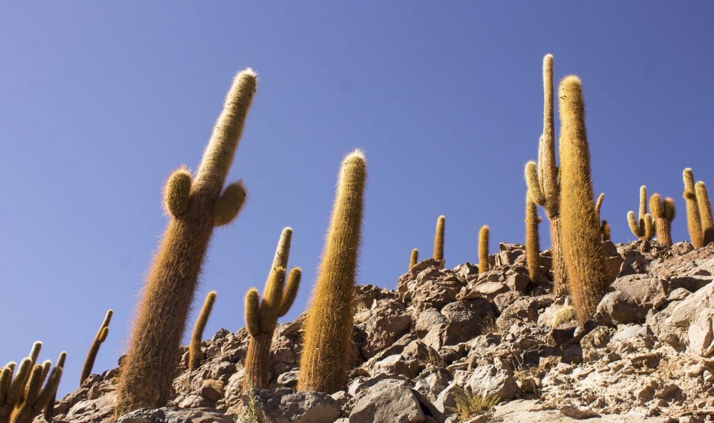 Trekking Bajos de Puritama - imagen #4