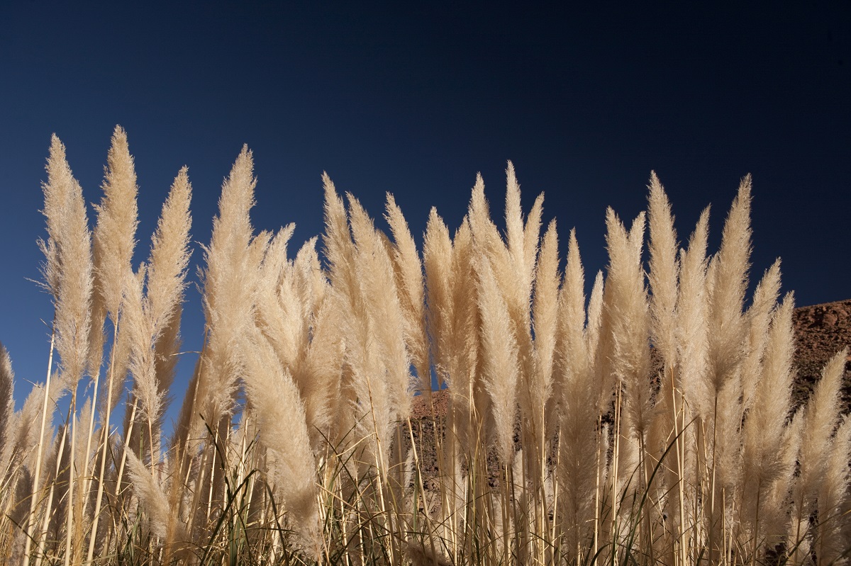 Trekking Bajos de Puritama