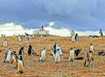Magdalena Island and Marta Island Penguin Colony