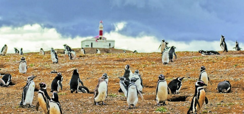 Magdalena Island and Marta Island Penguin Colony