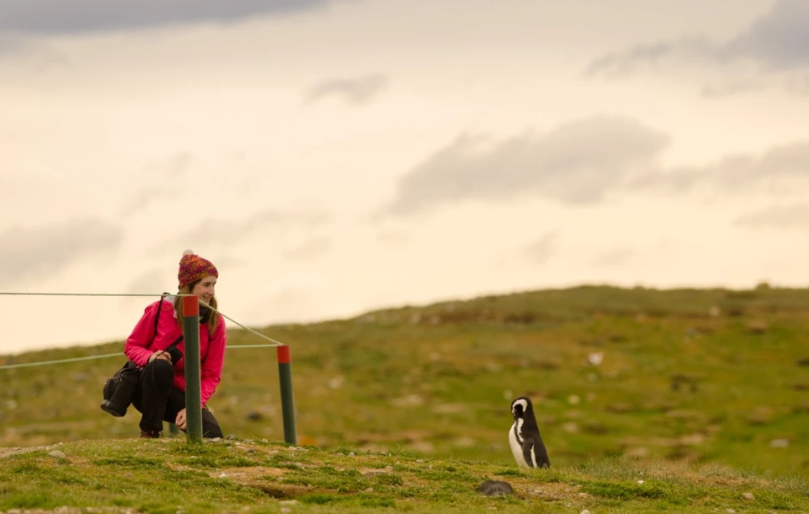 Magdalena Island and Marta Island Penguin Colony