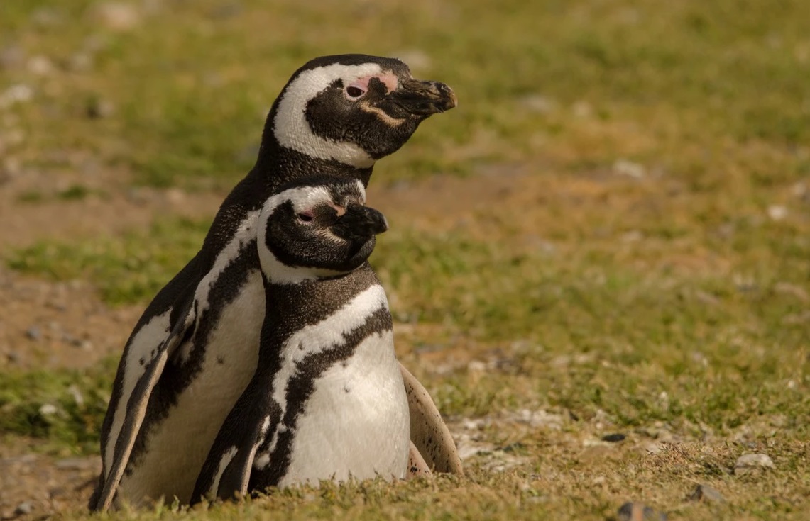 Magdalena Island and Marta Island Penguin Colony