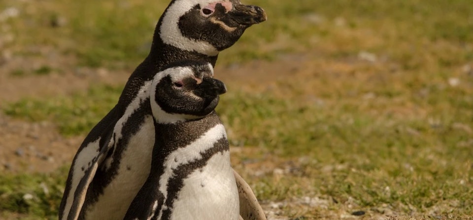Magdalena Island and Marta Island Penguin Colony