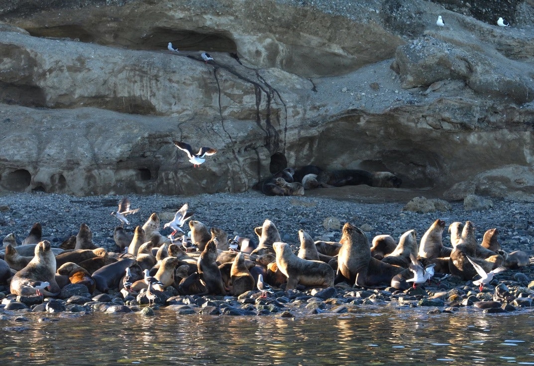 Magdalena Island and Marta Island Penguin Colony - imagen #4