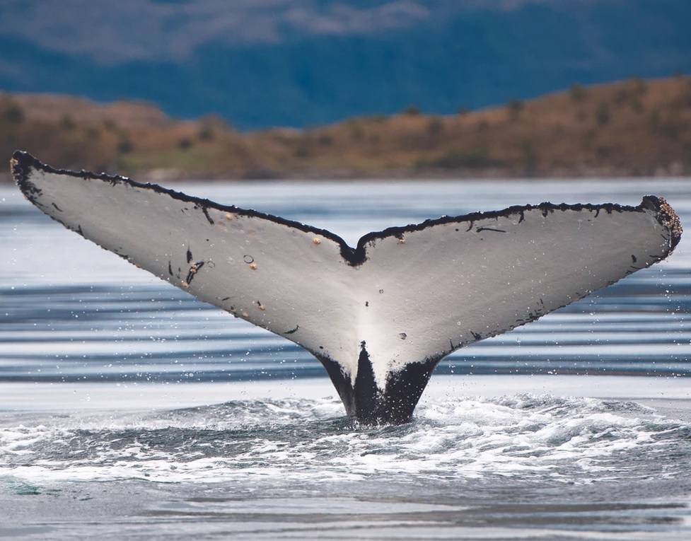 Whales, Penguins and Glaciers Tour