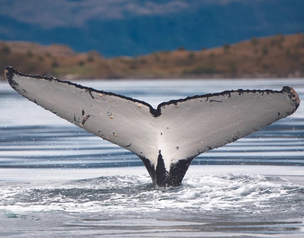 Whales, Penguins and Glaciers Tour - imagen #4