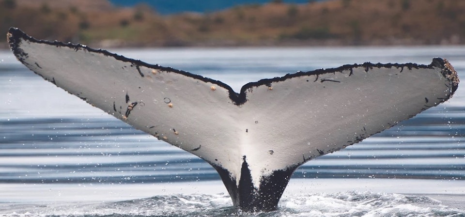 Whales, Penguins and Glaciers Tour