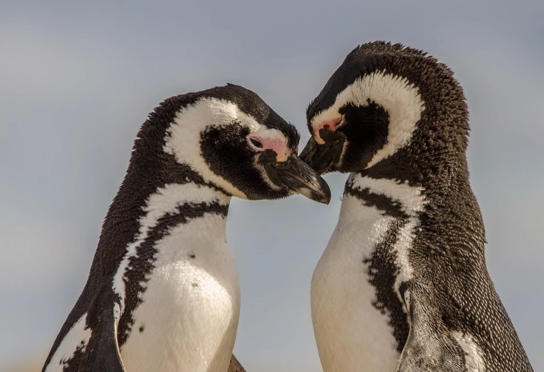 Whales, Penguins and Glaciers Tour - imagen #5
