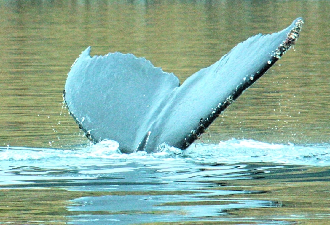Whales, Penguins and Glaciers Tour - imagen #8