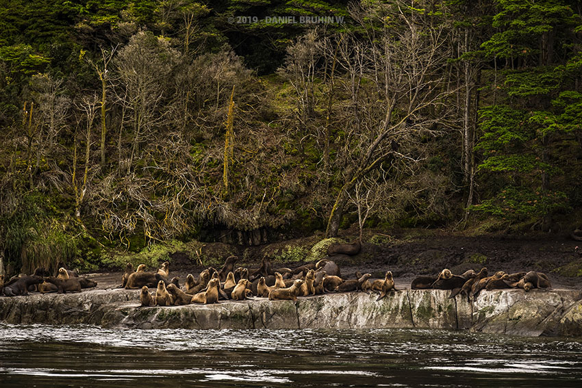 Whales, Penguins and Glaciers Tour