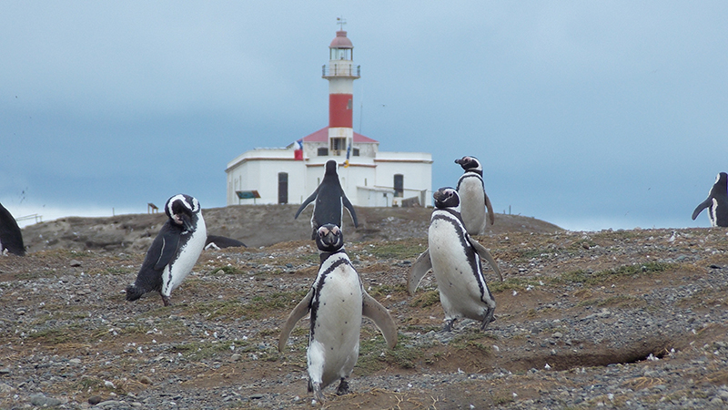 Magdalena Island and Marta Island Penguin Colony