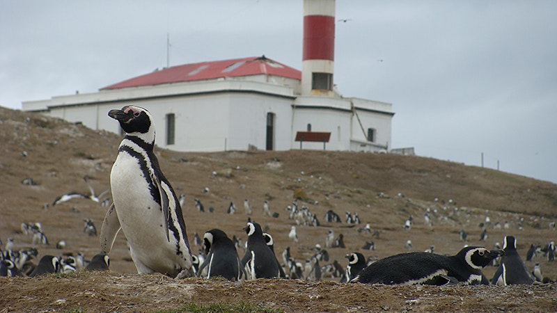 Magdalena Island and Marta Island Penguin Colony - imagen #6