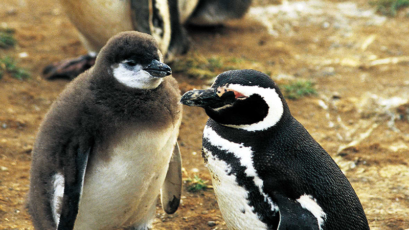 Magdalena Island and Marta Island Penguin Colony